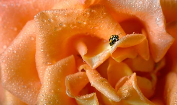 close up of an yellow ladybug with water drops