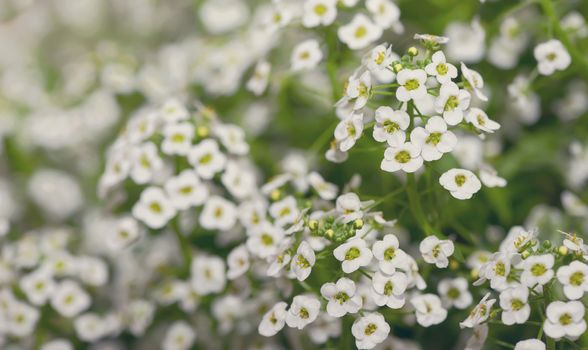 Little white Lobularia Maritima flowers - sweet alyssum