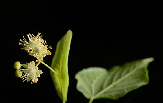 Flowers of linden tree on a black background
