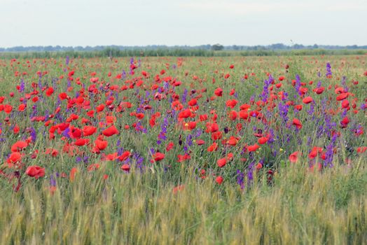 colorful flowers on field in summer