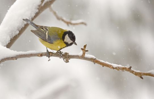 Great tit in winter under falling snow