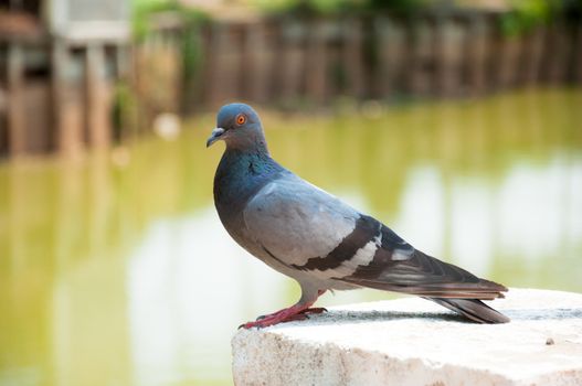Pigeons or doves are the bird family Columbidae.

The common names pigeon and dove are often used interchangeably. In ornithology, "dove" tends to be used for smaller species and "pigeon" for larger ones. The feral domestic pigeon is often called the "rock dove": it is common in many cities.

There are more than 300 species in the family. They usually make nests of sticks, and their two white eggs are incubated by both the male and the female parent. Doves feed on seeds, fruit and plants.

Unlike most other birds, the doves and pigeons produce a type of milk. It is produced in their crop, and called crop milk. Both sexes have this highly nutritious milk to feed their young.