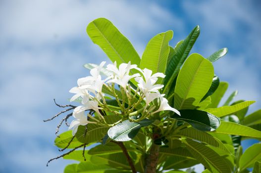 Plumeria is related to the Oleander, Nerium oleander, and both possess an irritant, rather similar to that ofEuphorbia. Contact with the sap may irritate eyes and skin. Each of the separate species of Plumeria bears differently shaped alternate leaves with distinct form and growth habits. The leaves of P. alba are quite narrow and corrugated, whereas leaves of P. pudica have an elongated shape and glossy, dark-green color. P. pudica is one of the everblooming types with non-deciduous, evergreen leaves. Another species that retains leaves and flowers in winter is P. obtusa; though its common name is "Singapore," it is originally fromColombia.