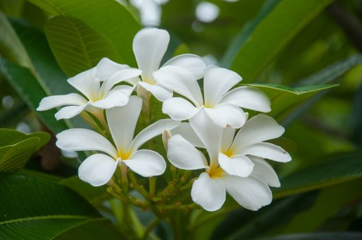 Plumeria is related to the Oleander, Nerium oleander, and both possess an irritant, rather similar to that ofEuphorbia. Contact with the sap may irritate eyes and skin. Each of the separate species of Plumeria bears differently shaped alternate leaves with distinct form and growth habits. The leaves of P. alba are quite narrow and corrugated, whereas leaves of P. pudica have an elongated shape and glossy, dark-green color. P. pudica is one of the everblooming types with non-deciduous, evergreen leaves. Another species that retains leaves and flowers in winter is P. obtusa; though its common name is "Singapore," it is originally fromColombia.