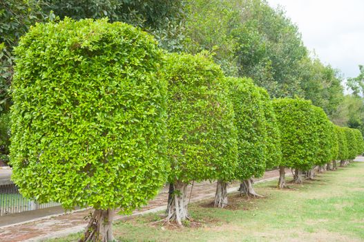 Plants, also called green plants, are multicellular eukaryotes of the kingdom Plantae. They form an unranked clade Viridiplantae (Latin for green plants) that includes the flowering plants, conifers and other gymnosperms,ferns, clubmosses, hornworts, liverworts, mosses and the green algae. Green plants exclude the red and brown algae, the fungi, archaea, bacteria and animals.