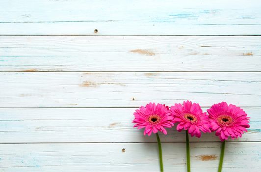 Pink daisies on a wooden background with space