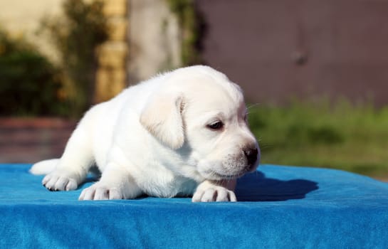 a little yellow labrador puppy sitting on blue background