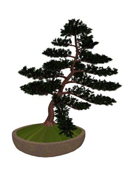 Hinoki false cypress, chamaecyparis obtusa, tree bonsai isolated in white background - 3D render
