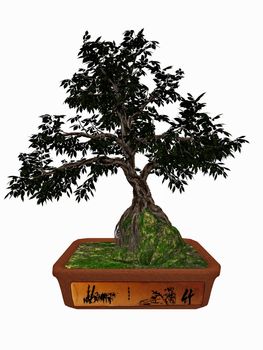 Hornbeam, carpinus betulus, tree bonsai isolated in white background - 3D render