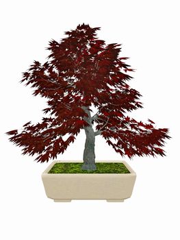 Japenese maple, acer palmatum, tree bonsai isolated in white background - 3D render