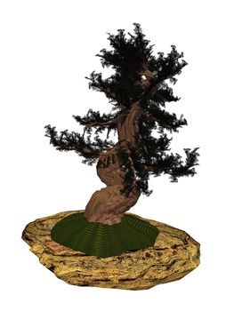 Western juniper, juniperus occidentalis, tree bonsai isolated in white background - 3D render
