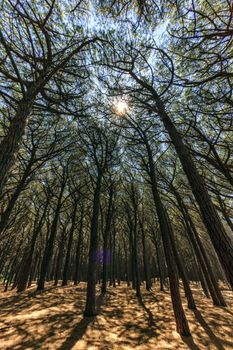 Pinewood forest and sunlight, Cecina in Tuscany, Italy