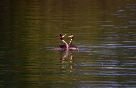 Crested grebe ducks, podiceps cristatus, courtship in the middle of the water
