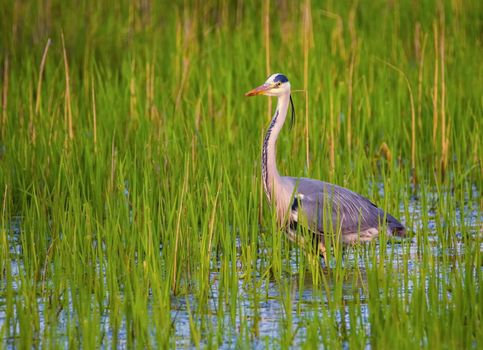 Grey heron, ardea cinerea, in a water among grass