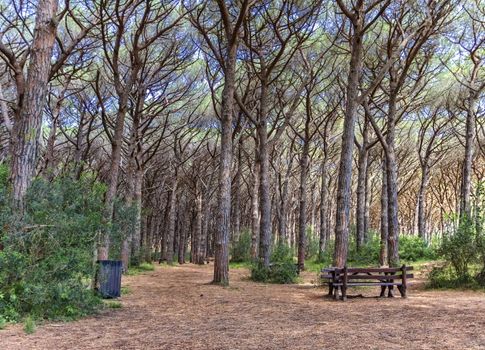 Bench in a pinewood forest, Cecina in Tuscany, Italy