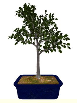 European beech, fagus sylvatica, tree bonsai isolated in white background - 3D render