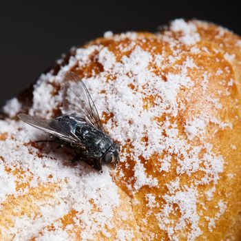 fly on the dessert on a black background