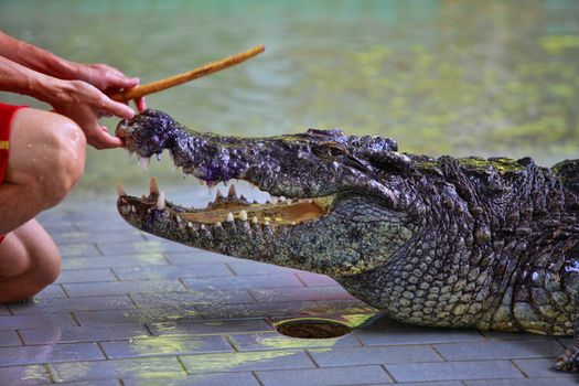 Traditional for Thailand "Show of crocodiles". A zoo keeper teases a crocodile. Thailand, Pattaya