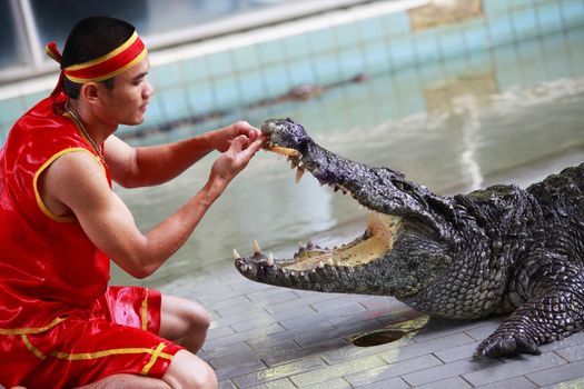 Thailand, Pattaya - November 2, 2009: Traditional for Thailand "Show of crocodiles". A zoo keeper teases a crocodile 02 november 2009. Thailand, Pattaya