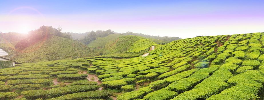 Panoramic view of tea farm with morning sunlight