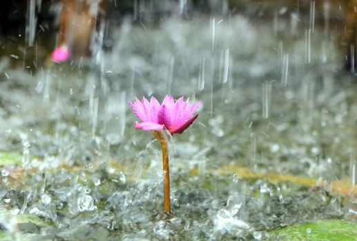 Water lily in the pond with rain drops