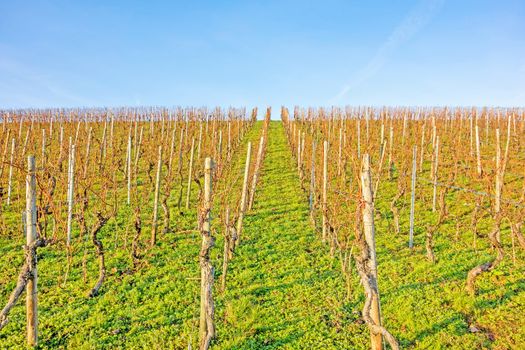vineyard in spring without leaves - blue sky