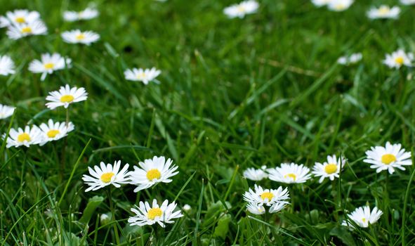 Flowers and Green Grass Field with Fragile Little Camomiles Outdoors. Focus on Foreground