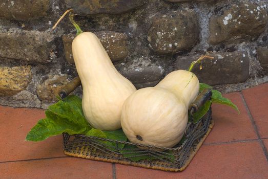 Butternut squash with leaves and basket