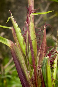 Plant progenitor of maize grown in South America