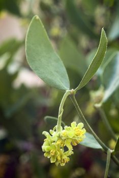 with the seeds of the jojoba (Simmondsia chinensis) is produced a oil used in cosmetics and other industries