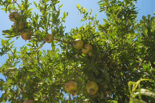 Green pomegranate on tree in a garden