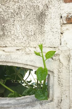 plant on white cement wall