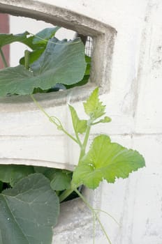 plant on white cement wall