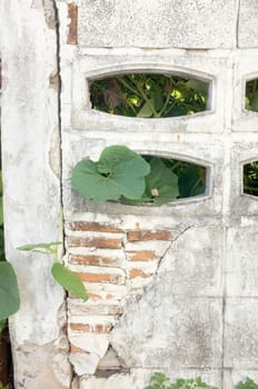 plant on white cement wall