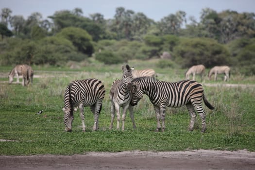 Zebra Botswana Africa savannah wild animal picture