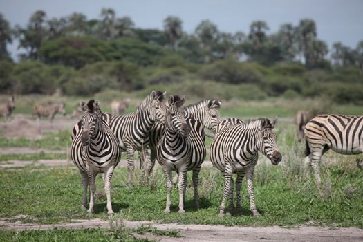 Zebra Botswana Africa savannah wild animal picture