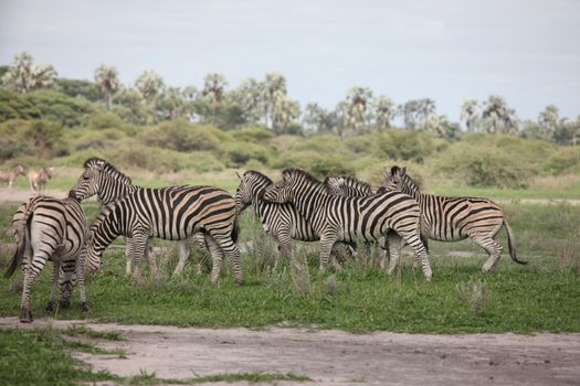 Zebra Botswana Africa savannah wild animal picture