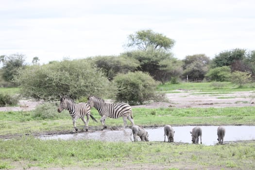 Zebra Botswana Africa savannah wild animal picture