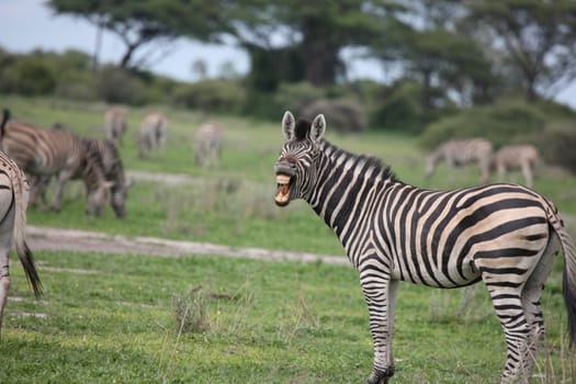 Zebra Botswana Africa savannah wild animal picture