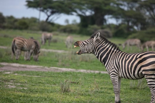 Zebra Botswana Africa savannah wild animal picture