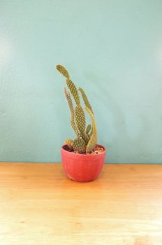 Small cactus in pot