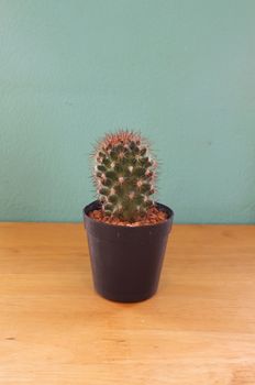 Small cactus in pot