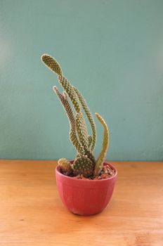 Small cactus in pot