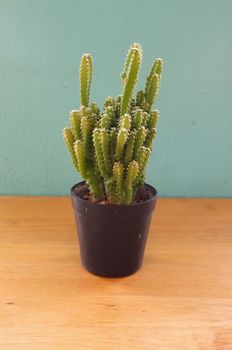 Small cactus in pot