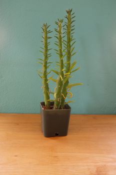 Small cactus in pot