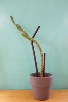 Small cactus in pot