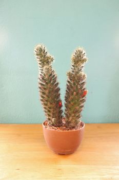 Small cactus in pot