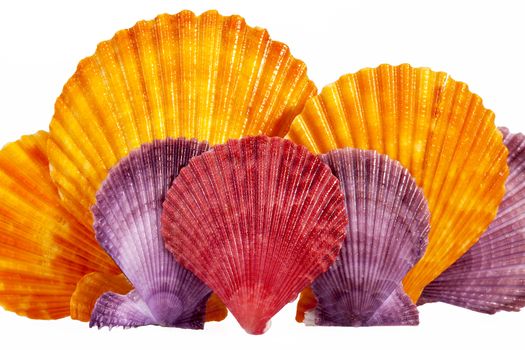 some colorful sea shells of mollusk isolated on white  background, close up