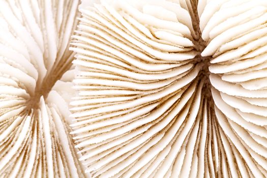 background  of sea shells  Fungia , close up