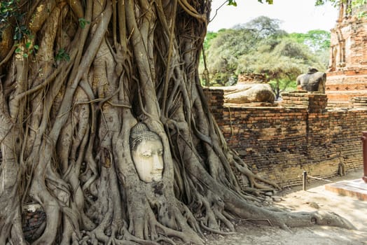 The head of Buddha in tree roots in Wat Mahatat, Ayutthaya